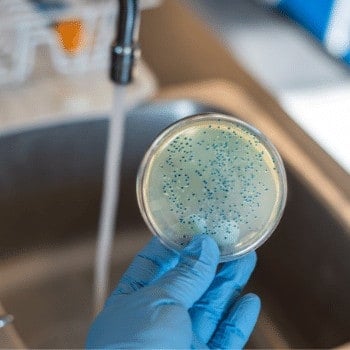 bacteria in drinking water