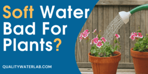 Is soft water bad for plants or just a myth?
