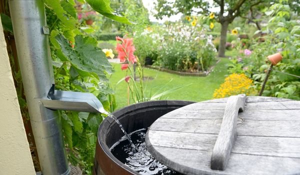 Collect Rainwater in a rain barrel