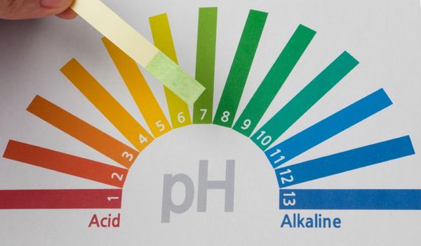 Testing water pH levels to see if our water has low pH that would give a metallic water taste.