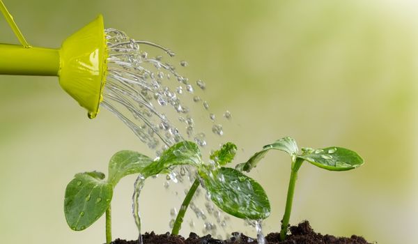 water plants with soft water 